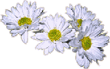  image d&eacute;co fleurs