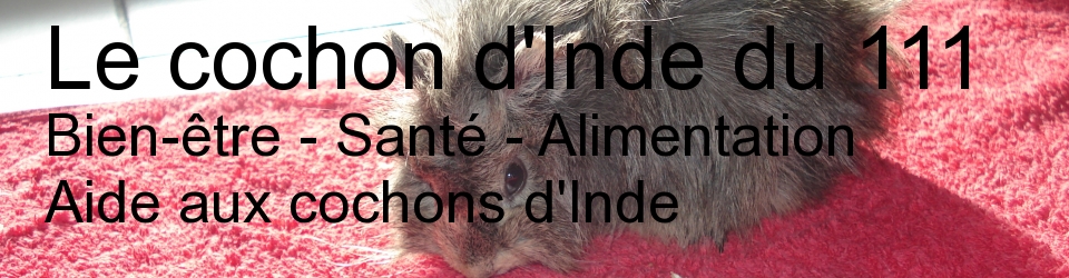 Le cochon d'Inde du 111