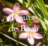 Fleurs de Bach