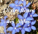 fleurs des Alpes