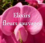 Elixirs fleurs sauvages