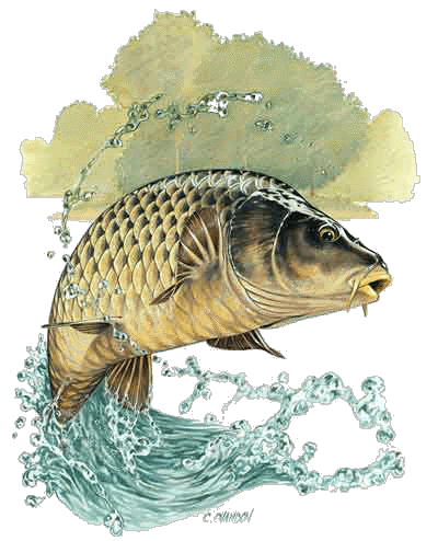 Résultat de recherche d'images pour "PECHE A LA CARPE"