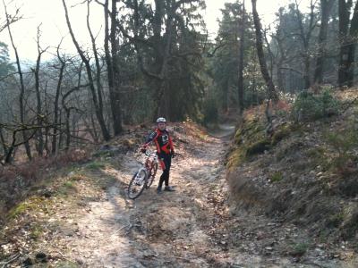 Les renards en forêt de Fontainebleau