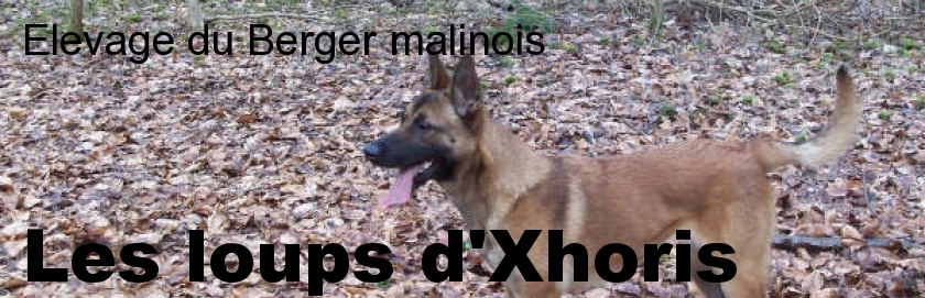 Elevage du berger Malinois des loups d'xhoris
