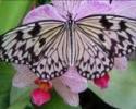 PAPILLON
