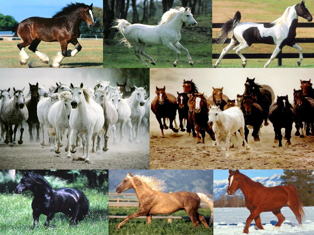 92707947pleins-chevaux-jpg.jpg