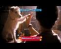 PALACE POUR CHIENS
