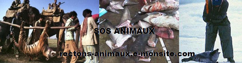 Rectons animaux
