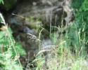 l'eau qui coule