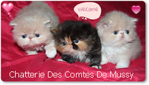 Chatterie des Comtes de Mussy