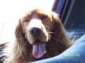 Chouky;cocker anglais