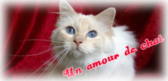 Un amour de Chat