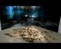  		YouTube 				- ENIGMA - The Same Parents 