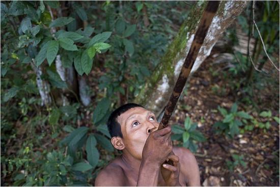 Fabrication du curare