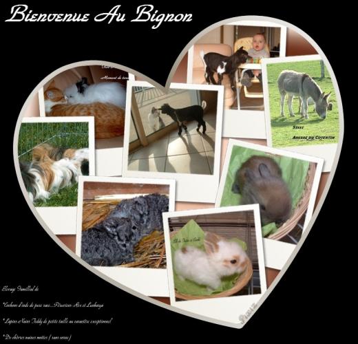 les Zanimaux du Bignon