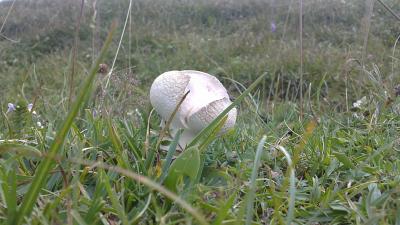 La boule de la Dôle....pas plus grosse que ça !
