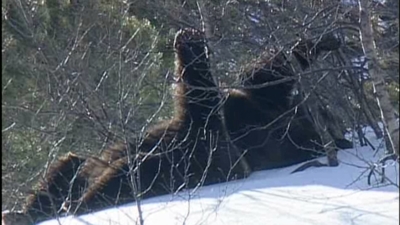 Des bébé ours dans les pyrénées