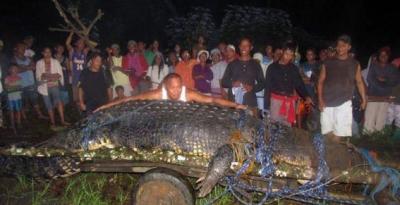 le plus grand crocodile du monde