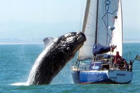 Une baleine s'écrase sur un bateau 