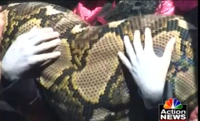 le plus grand serpent du monde Medusa 8 m pour 130 kg