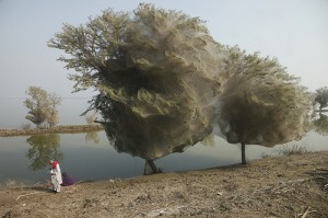 Étrange phénomène des millions d’araignées dans les arbres au Pakistan