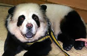 Insolite le chien chow chow panda 