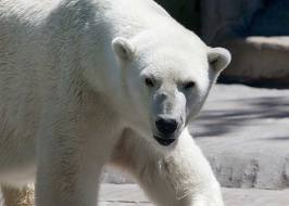 Un ours blanc tue un Britannique et en blesse quatre en Norvège 