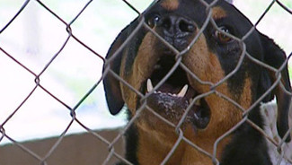 Un homme de 79 ans grièvement blessé par deux rottweilers