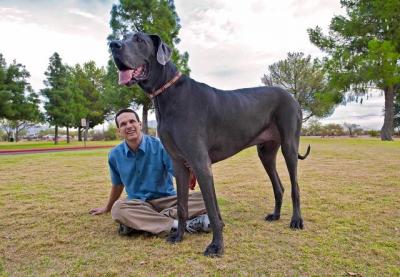 Le plus grand chien du monde ( Giant George )