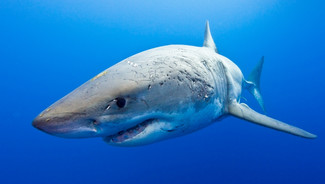 Nouvelle attaque de requin à La Réunion, un surfeur recherché