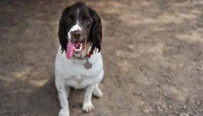 Que pensez vous du chien sauvée un fille de 14 ans d'un viol 