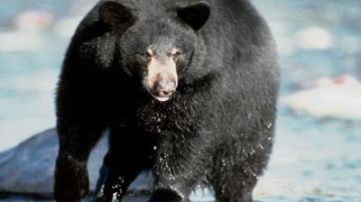 Un homme dévorée par un ours noir