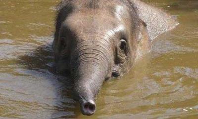  Un élephant sauve une jeune fille du tsunami ( Amber Mason )