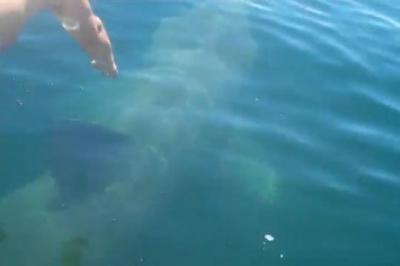 Un grand malade saute sur un requin blanc 