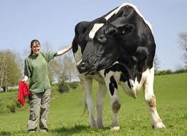 La plus grosse vache du monde