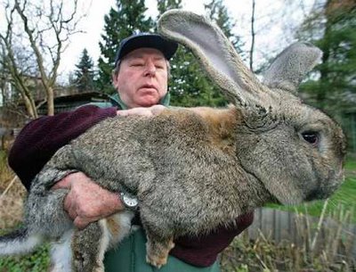 Le plus gros lapin du monde 