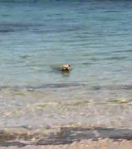 Un chien attaque un requin en pleine mer