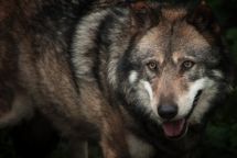 Une femme attaqué par un loup 