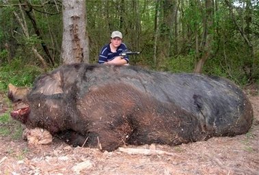 le plus gros sanglier au monde