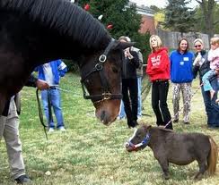 le cheval le plus petit du monde 