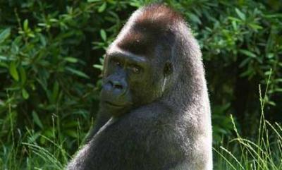 Un Gorille protège  un petit garçon qui tombe dans l'enceinte du zoo