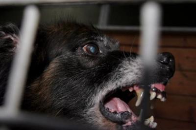 un homme dévoré par des chiens affamés 