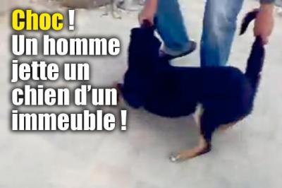 un homme jette un chien d'un immeuble 