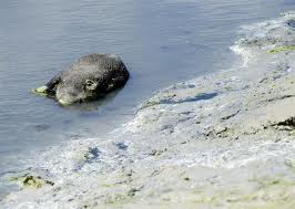 Mystere des Cadavres de sangliers sur des plages bretonnes 