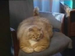 Le plus gros chat du monde 