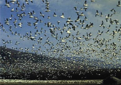 Des oiseaux ont attaqué une ville ( Phénomène étrange ) 