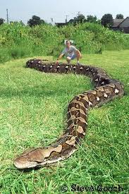 le plus grand serpent du monde 