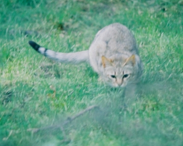 Le chat  a  parcourue 70 kilomètres pour retrouvé son foyer 