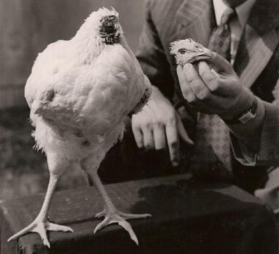  Un poulet qui vie sans tête