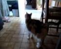 Minette aime la caméra